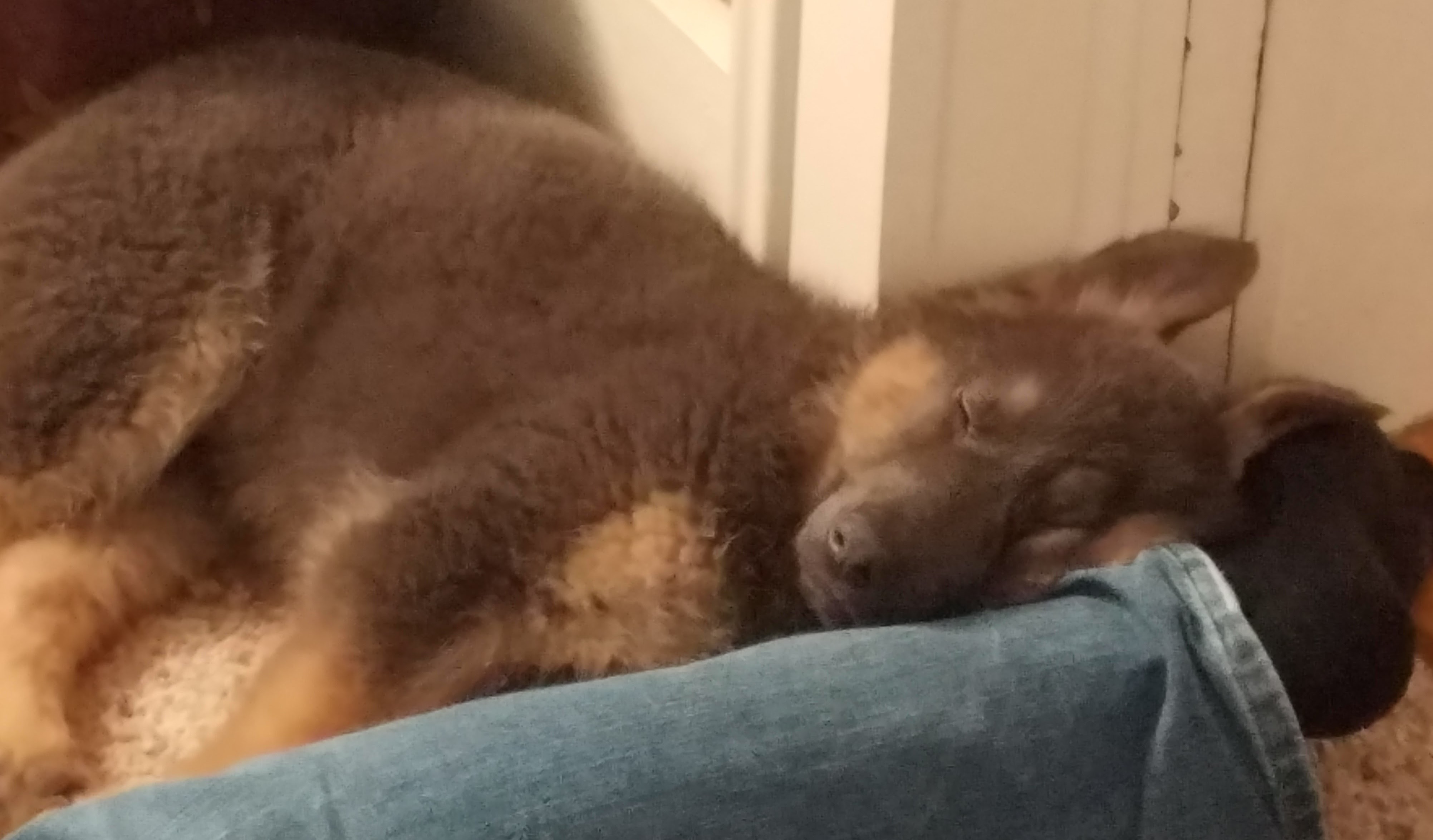 Sachsen as a sleepy puppy